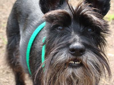 Salon strzyżenia i pielęgnacji psów BARI - kliknij, aby powiększyć