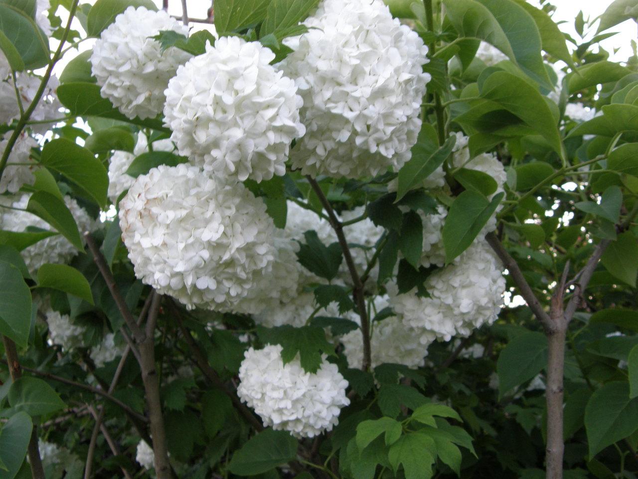 Kalina czyli Viburnum opulus