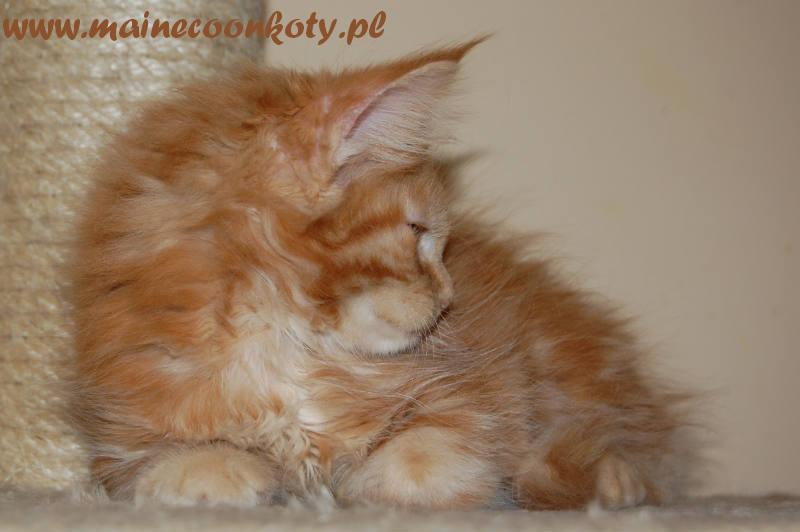 Maine Coon - największe koty domowe , Kraków, małopolskie