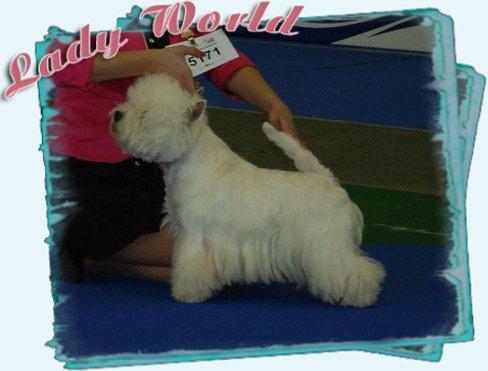 West Highland White Terrier, Szczawno Zdrój