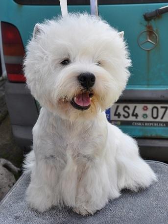 West Highland White Terrier, Szczawno Zdrój