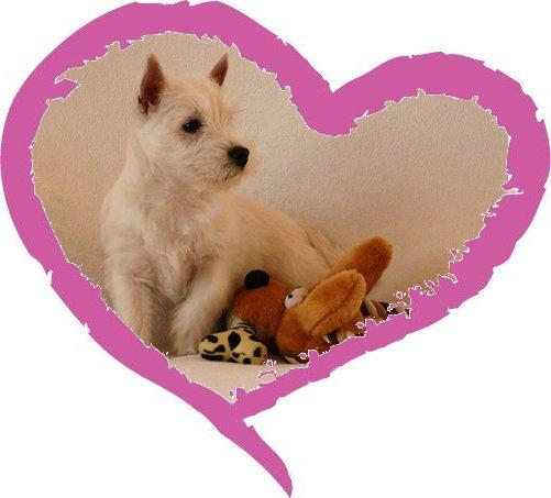 West Highland White Terrier - WESTIE - suczka, Szczawno Zdrój
