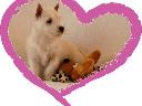 West Highland White Terrier  -  WESTIE  -  suczka