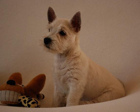 West Highland White Terrier - WESTIE - suczka, Szczawno Zdrój