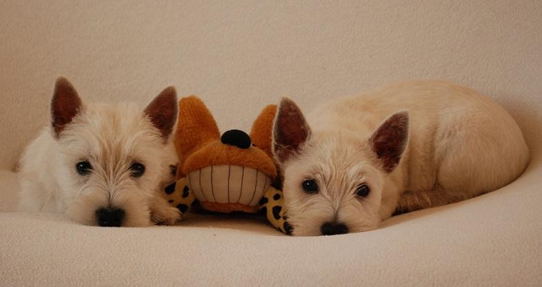 West Highland White Terrier - WESTIE - suczka, Szczawno Zdrój