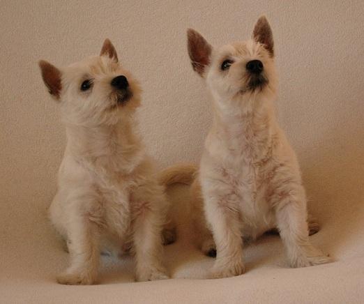 West Highland White Terrier - WESTIE - suczka, Szczawno Zdrój