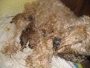 Irish Soft Coated Wheaten Terrier  -  pszeniczny
