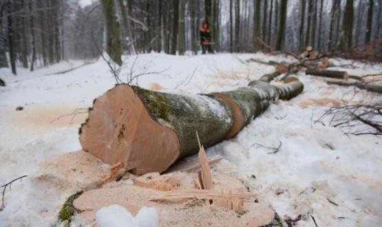 Trawniki ogrody wycinka drzew rozbiórki Łódź, łódzkie