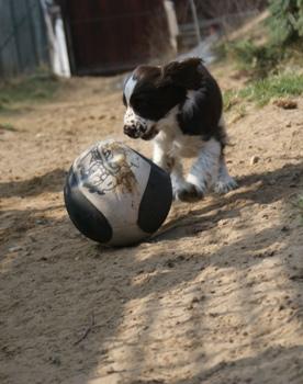 Springer Spaniel Angielski-szczenieta