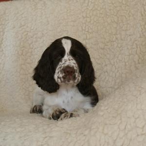 Springer Spaniel Angielski-szczenieta