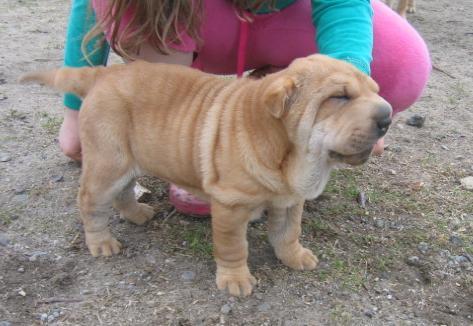 Piękny szczeniaczek Shar Pei z rodowodem, Szczecin, zachodniopomorskie