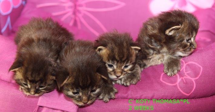 HODOWLA KOTÓW MAINE COON i BRYTYJSKICH DŁUGOWOŁ, Poznań, wielkopolskie