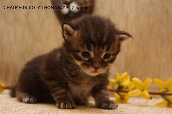 HODOWLA KOTÓW MAINE COON i BRYTYJSKICH DŁUGOWOŁ, Poznań, wielkopolskie