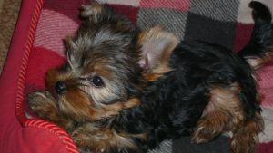 Yorkshire terrier - szczeniaczki - WARSZAWA, mazowieckie