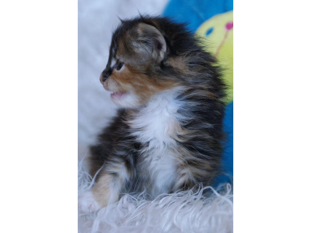KOTY MAINE COON SPRZEDAM, WROCŁAW, dolnośląskie
