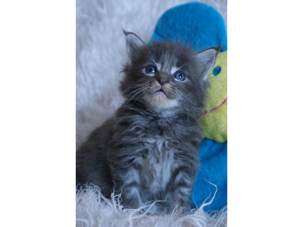 KOTY MAINE COON SPRZEDAM, WROCŁAW, dolnośląskie