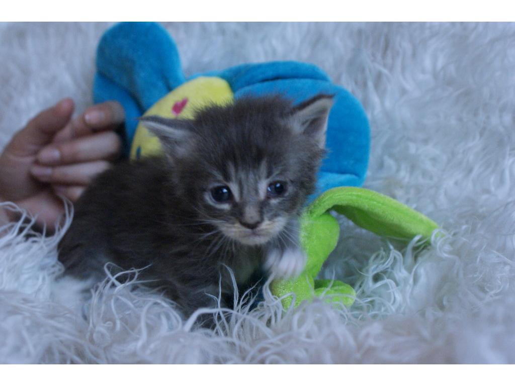 KOTY MAINE COON SPRZEDAM, WROCŁAW, dolnośląskie