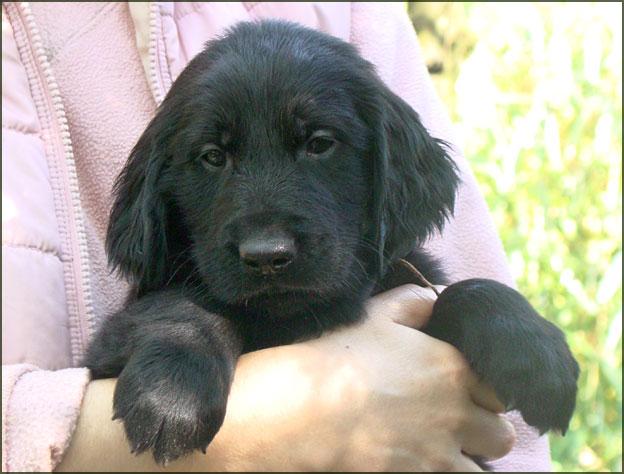 FLAT-COATED RETRIEVER-szczenięta z rodowodem, Tarnów, małopolskie