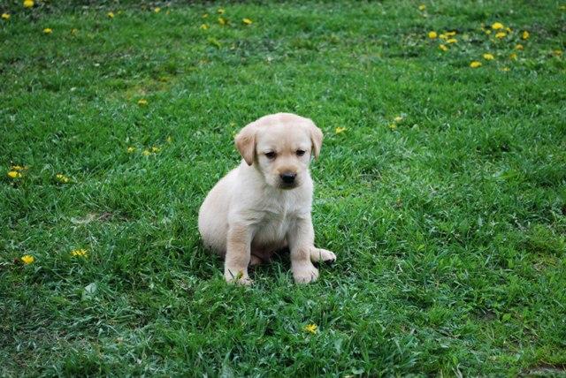 Labradory oraz Lagotto - szczenięta z rodowodem, Łomża, podlaskie