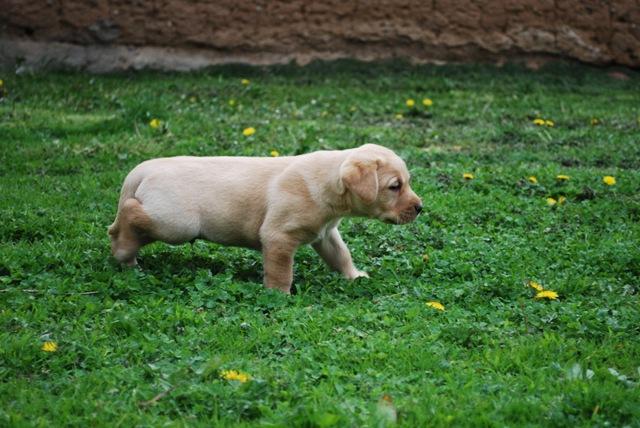 Labradory oraz Lagotto - szczenięta z rodowodem, Łomża, podlaskie