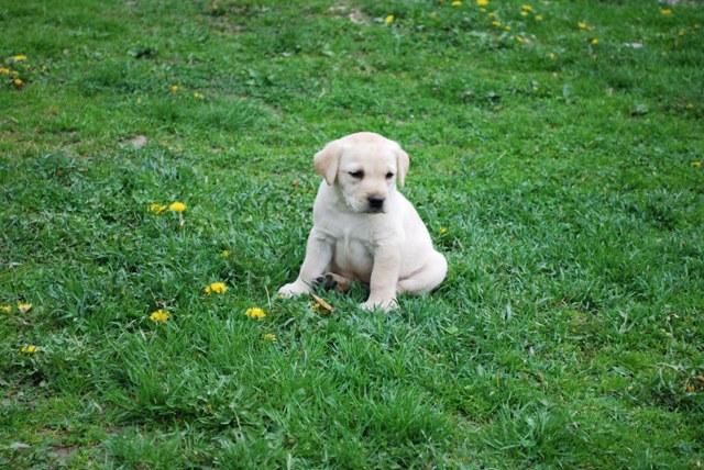 Labradory oraz Lagotto - szczenięta z rodowodem, Łomża, podlaskie