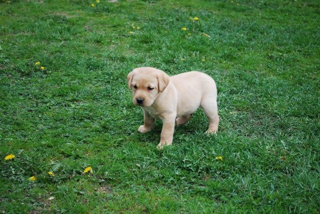 Labradory oraz Lagotto - szczenięta z rodowodem, Łomża, podlaskie