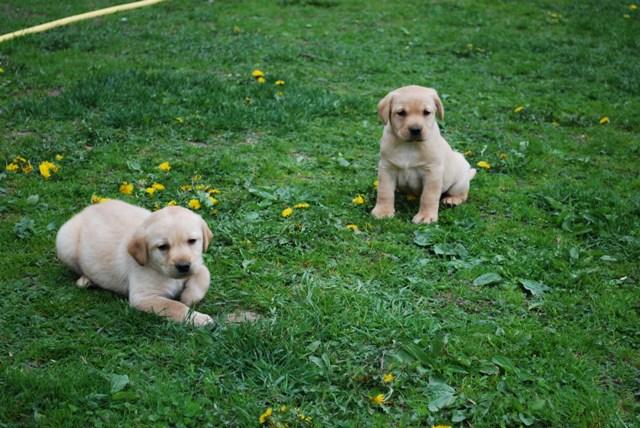 Labradory oraz Lagotto - szczenięta z rodowodem, Łomża, podlaskie