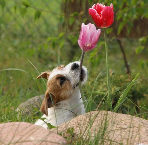 JACK RUSSELL TERRIER- SZCZENIĘTA, Poznań, wielkopolskie