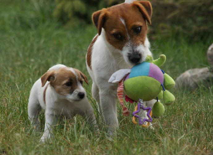 JACK RUSSELL TERRIER- SZCZENIĘTA, Poznań, wielkopolskie