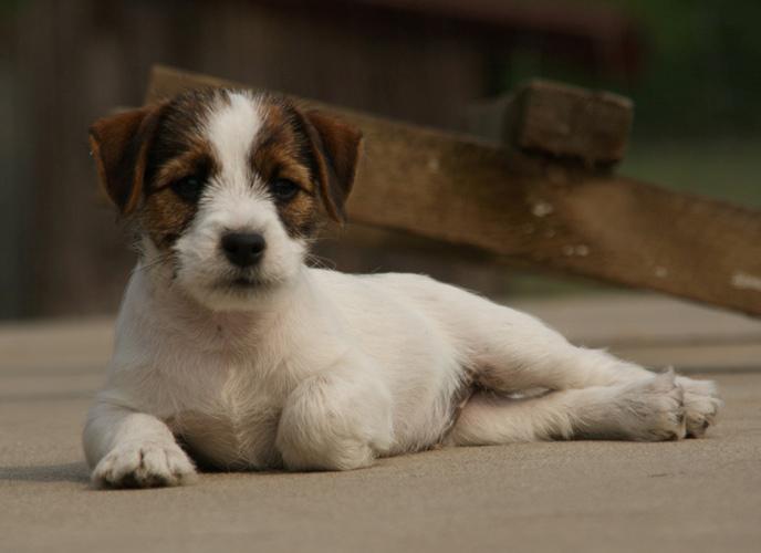 JACK RUSSELL TERRIER- SZCZENIĘTA, Poznań, wielkopolskie