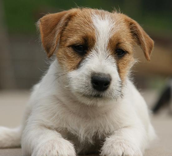 JACK RUSSELL TERRIER- SZCZENIĘTA, Poznań, wielkopolskie