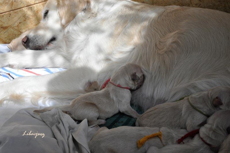 Piękne szczenięta rodowodowe GOLDEN RETRIEVER!, Wrocław, dolnośląskie