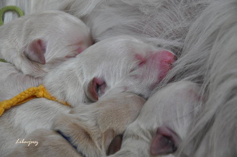 Piękne szczenięta rodowodowe GOLDEN RETRIEVER!, Wrocław, dolnośląskie