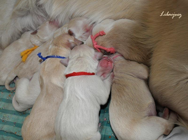 Piękne szczenięta rodowodowe GOLDEN RETRIEVER!, Wrocław, dolnośląskie