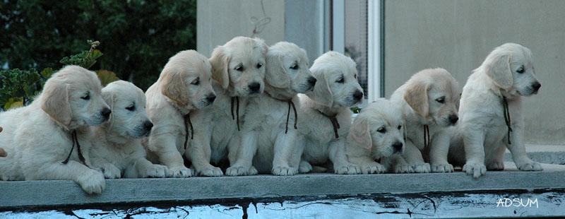 Piękne szczenięta rodowodowe GOLDEN RETRIEVER!, Wrocław, dolnośląskie