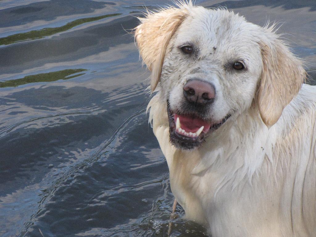 Piękne szczenięta rodowodowe GOLDEN RETRIEVER!, Wrocław, dolnośląskie