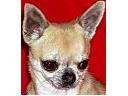  Chihuahua Reproduktor XAVIER ze Strme Ch.BLR, jaworzno, śląskie