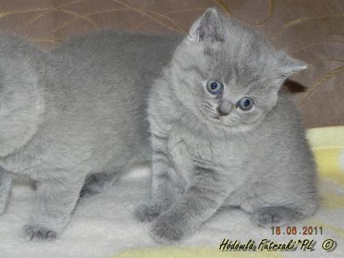 Kocięta brytyjskie - niebieskie - RODOWODOWE koty, Poznań, wielkopolskie