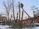 Wycinka drzew Bytom Radzionków Piekary Śląsk