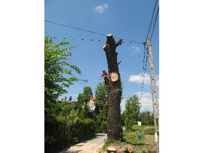 Wycinka drzew Kraków - kliknij, aby powiększyć