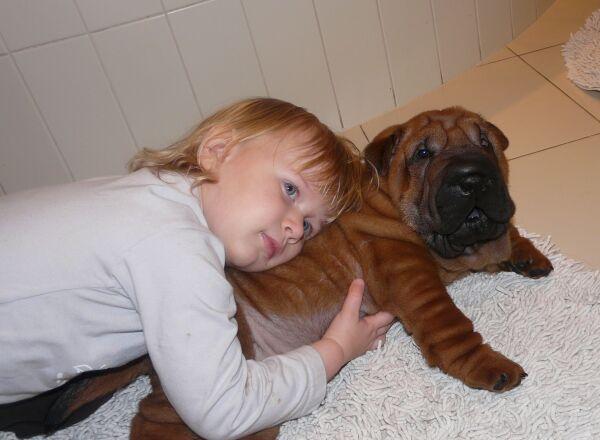 Hodowla SHAR PEI, lubuskie