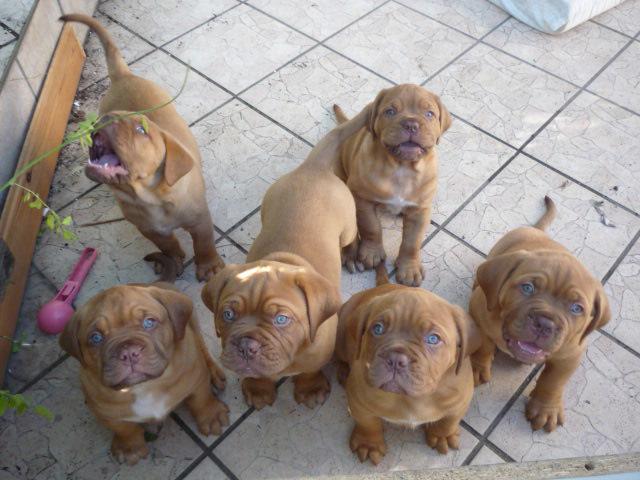 Rodowodowe szczenięta Dogue de Bordeaux po Ch PL, Debrzno, pomorskie