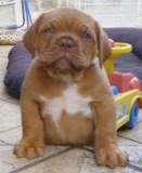 Rodowodowe szczenięta Dogue de Bordeaux po Ch PL, Debrzno, pomorskie