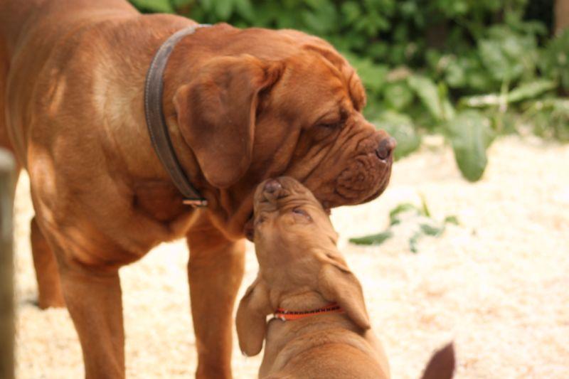 Rodowodowe szczenięta Dogue de Bordeaux po Ch PL, Debrzno, pomorskie