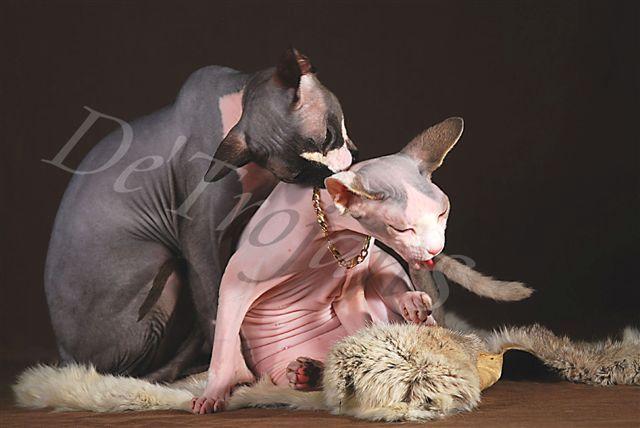 SPHYNX CANADIAN Zapraszamy Do Rezerwacji hodowla kotów Sphynx Sfinks N, Warszawa, mazowieckie