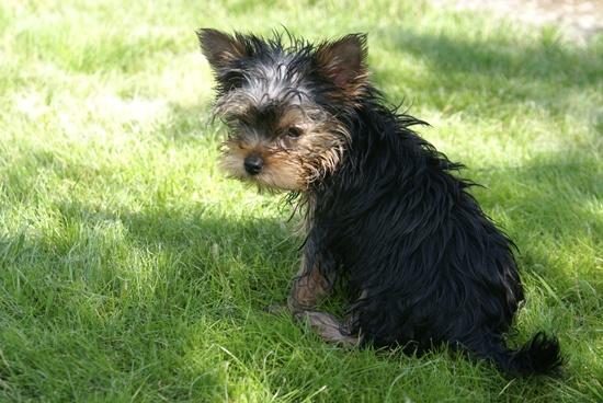 Sprzedam- yorkshire terrier, Grudziądz, kujawsko-pomorskie