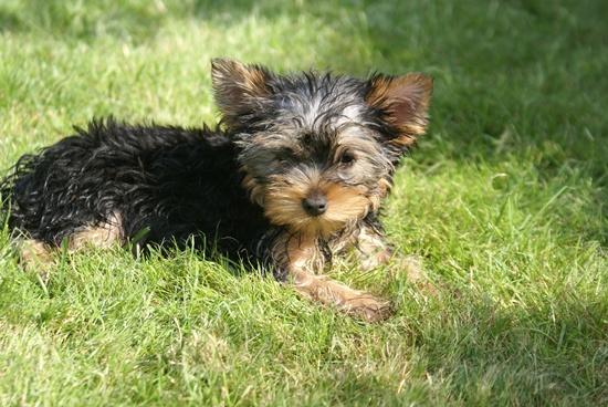 Sprzedam- yorkshire terrier, Grudziądz, kujawsko-pomorskie