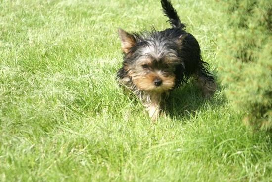 Sprzedam- yorkshire terrier, Grudziądz, kujawsko-pomorskie