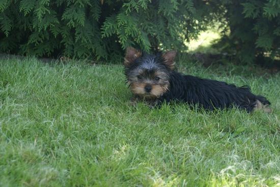 Sprzedam- yorkshire terrier, Grudziądz, kujawsko-pomorskie