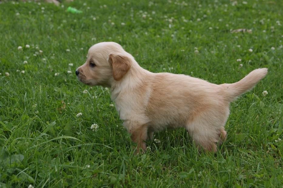 Golden retriever-szczenięta wysokiej klasy!, Jedwabne, podlaskie